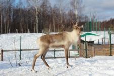 Численность лесных северных оленей в Керженском заповеднике в 2016 году увеличится более чем вдвое 