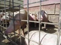 Африканскую чуму свиней выявили на ферме в нижегородской исправительной колонии  