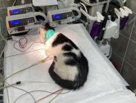 Выброшенный ветеринаром в Сокольском кот находится в тяжелом состоянии 