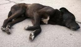 Карантин по бешенству ввели в Кстовском районе из-за больной собаки 