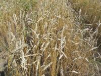 Рекордный урожай зерна собрали в Нижегородской области 