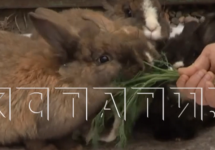Семейство кроликов поселилось под овощным магазином на Мещере 