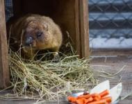 День сурка отменили в Нижнем Новгороде 