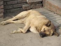Программа ОСВВ для бездомных животных сохранится в Нижегородской области 