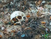 Обнаруженные на берегу Горьковского водохранилища останки захоронят на кладбище 