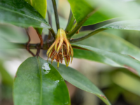 Тропическое мангровое дерево впервые зацвело в Ботаническом саду ННГУ 