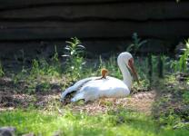 Птенец редчайшего белого журавля вылупился в нижегородском «Лимпопо» 