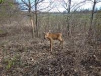 Численность лосей увеличилась в Нижегородской области на две тысячи особей 