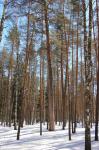 За незаконную рубку деревьев двум нижегородцам грозит до 7 лет колонии 