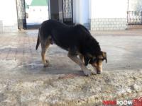 Бойцовская собака искусала 5-летнего мальчика в Ворсме 