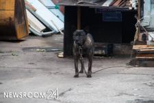 Сотрудник нижегородской «Почты России» подвергся нападению собаки  