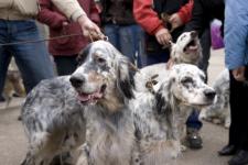 До 7 млн рублей  потратят на создание площадок для собак в Нижнем Новгороде в 2021 году 