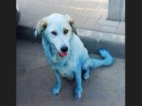 Синяя собака обнаружена в Богородском районе в июле 