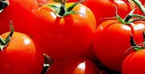 Почти 40 тонн зараженных томатов хотели ввезти в Нижегородскую область 