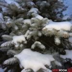 Нижегородские лесничества предлагают срубить елку к Новому году за 10 рублей  