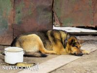 Зоозащитники вывезли всех собак из «концлагеря» в Канавинском районе 