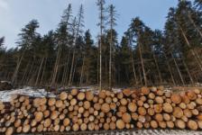 Сотрудники нижегородской ИК-17 задержаны за незаконную рубку леса 