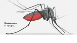 Лихорадка Западного Нила угрожает нижегородцам из-за комаров 