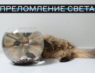 Учёные из Нижнего Новгорода объяснили физические явления с помощью кошек 