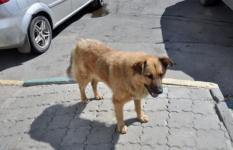Бешеная собака контактировала с людьми в Починковском районе 
