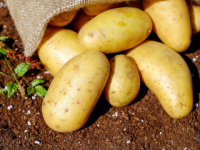Субсидии на производство картофеля и овощей предоставят нижегородским ЛПХ 