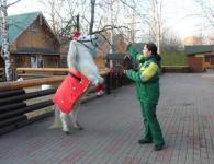 Новогодние наряды придумали животным в нижегородском зоопарке  