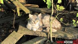37 животных из нижегородского приюта “Сострадание-НН” нашли хозяев в мае 