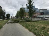 Ураган свалил знаменитый каштан на площади Лядова 