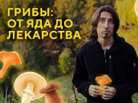 Нижегородский ученый рассказал об опасности и пользе грибов   