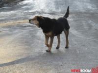 Собак из нижегородских приютов обучили для работы в зоне СВО 