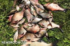 Спиртзавод отрицает свою причастность к гибели рыбы в нижегородской реке 