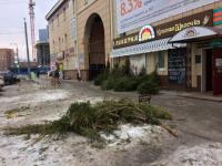 Опубликованы фото живых елей, брошенных торговцами в Нижнем 