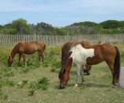 Центр реабилитации лошадей появится в Нижегородской области 