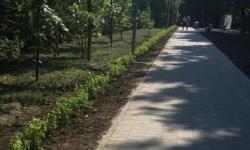 Более 1000 деревьев и кустарников высадили в сквере на проспекте Гагарина   