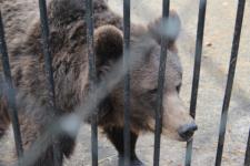 Медведи угрожают грибникам в лесах Нижегородской области 