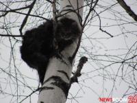Пьяный водитель без прав протаранил дерево в Навашинском районе 