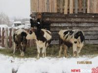 Интеллектуальные молочные фермы появятся в Нижегородской области 