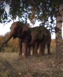 Цирковые слоны погуляли по трассе М-7 в Нижегородской области 