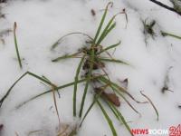 Заморозки на почве сохранятся до 2 мая в Нижегородской области 