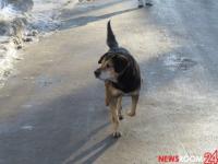 Полиция начала проверку из-за стрельбы по собаке при детях в Дзержинске 