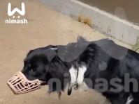 Нижегородка бросила свою собаку привязанной к остановке 