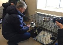 Приют для бездомных животных открылся в Нижнем Новгороде 