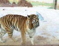 Обладатели имен на буквы "Т" и "Л" смогут посетить зоопарк "Лимпопо" за полцены 14 января 