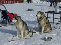 Гонка на собачьих упряжках "Зимняя сказка" финишировала в Нижегородской области 