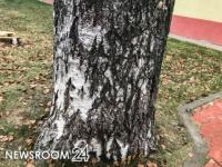 Пьяная автоледи на «Жигулях» врезалась в дерево в  Дальнеконстантиновском районе 