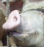 Вспышка африканской чумы свиней произошла в Володарском районе 