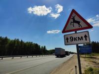 Нижегородцев предупреждают об угрозе ДТП из-за брачного сезона у лосей 