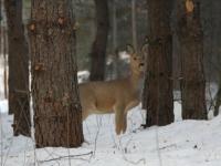 Численность косуль увеличилась на 114 особей в Нижегородской области 