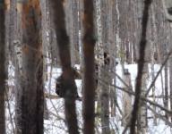 Медведи проснулись в Нижегородской области 