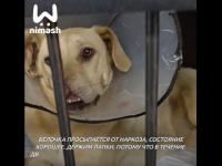 Оставшейся без носа собаке сделали реконструирующую операцию в Нижнем Новгороде 